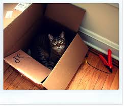 a cat inside box