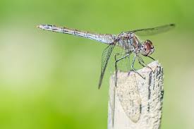 a dragon fly