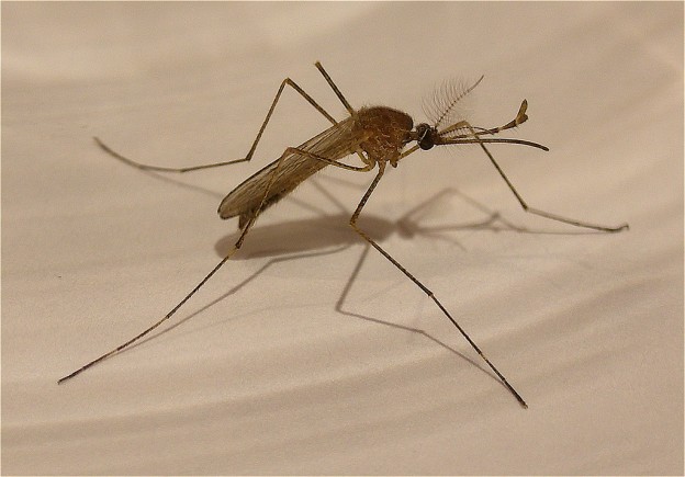 mosquito